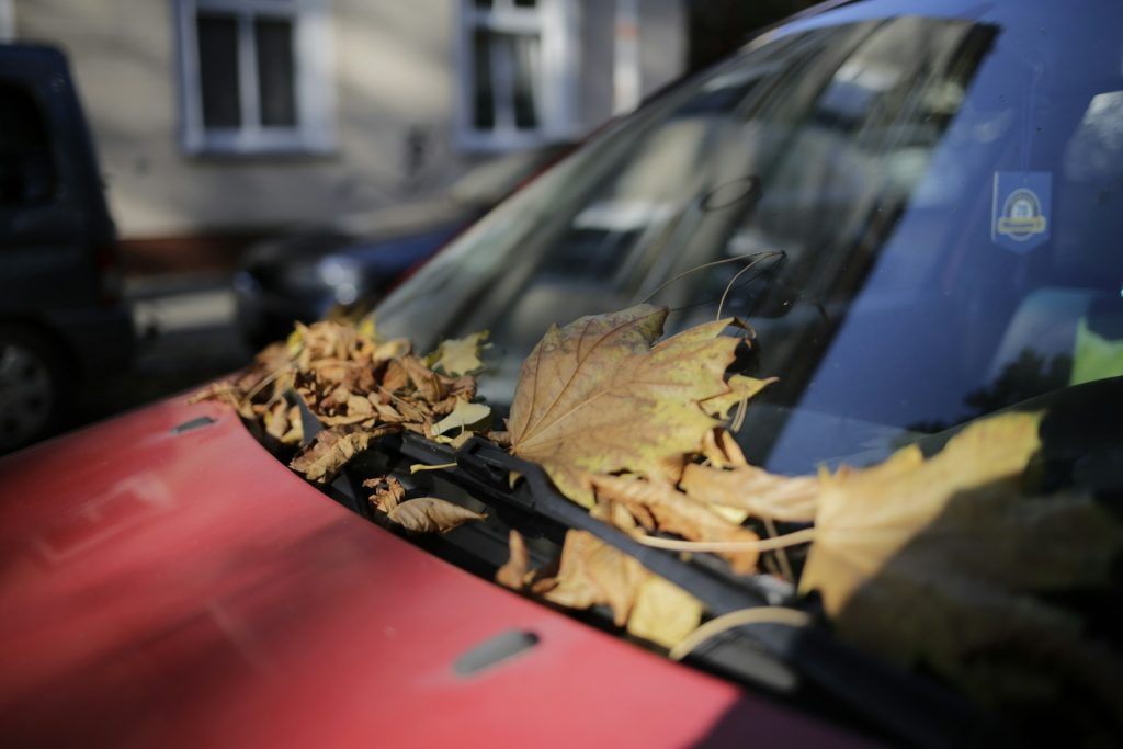 Fall Debris